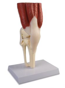 Kniegelenk, natürliche Größe, mit Muskulatur